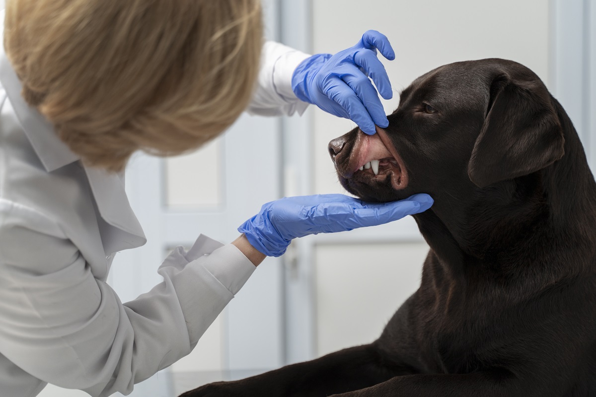 Veterinária avaliando saúde de cachorro